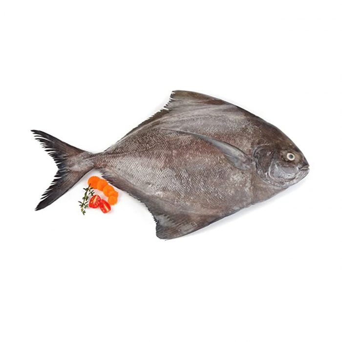 Black Pomfret (Kala Paplet) Fish - Image 2