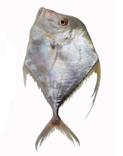 Welcome To Garden Fish Corner & Food Service In Karachi, Pakistan