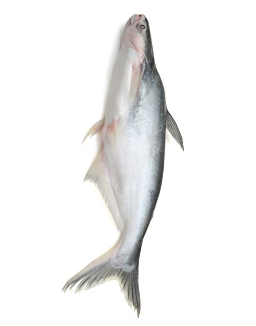 Khagga or Singhara fish