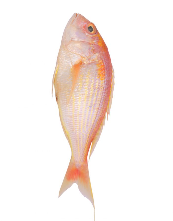 Chakori fish