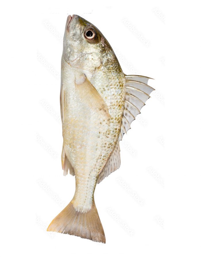 dohtar fish